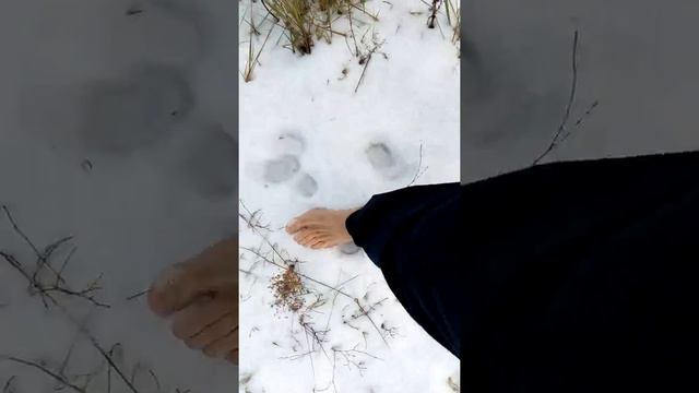 По снегу босиком. Великолепная процедура. 05.12.2018 (№29)