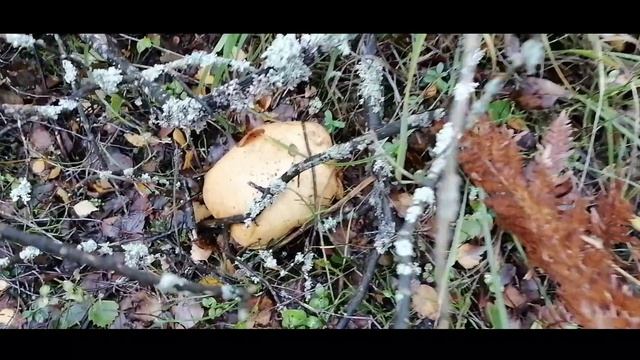 Грибной лес. Брянская область