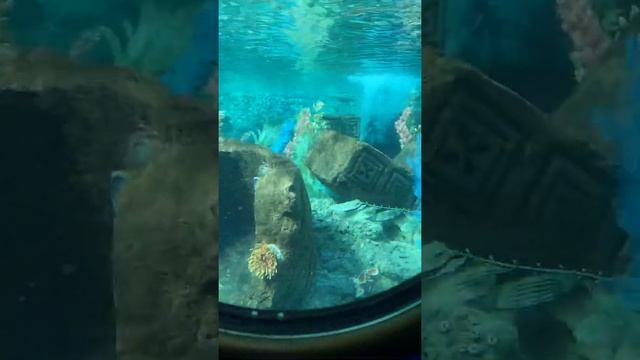 Disneyland usa california? смотреть онлайн