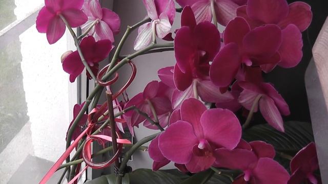 Пересадка обильно цветущей орхидеи . смотреть онлайн