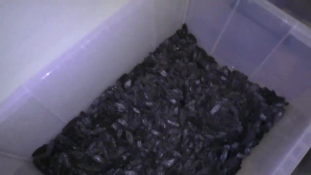 ФСБ показала изъятую контрабанду стоимостью 4 млн р. Сухой трепанг в гараже, Вл-к, апрель 2020 смотреть онлайн