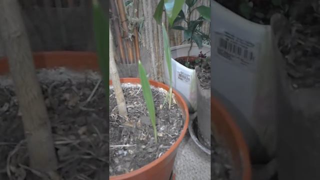 Выращивания бонсай! пробы и ошибки смотреть онлайн