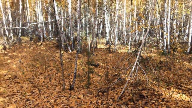 Осень она не спросит... смотреть онлайн