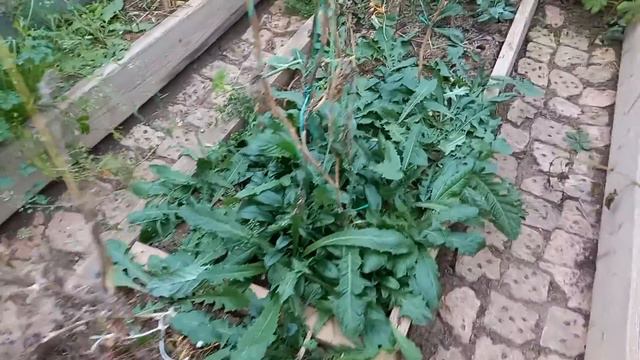 Осенью на даче смотреть онлайн