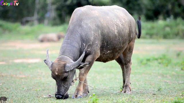 animal sounds that we often hear: Jaguar, wild boar, porcupine, capybara, kangaroo - Anila Sound смотреть онлайн