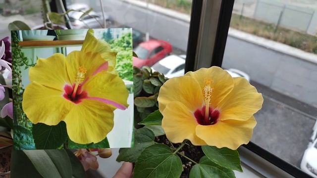 Мой жёлтый ГИБИСКУС чудит смотреть онлайн