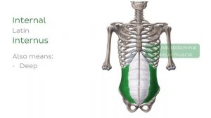 Направление и плоскости тела - Анатомия человека | Kenhub