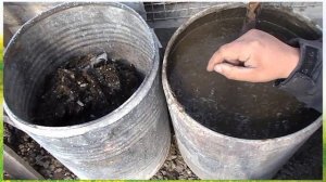 Удобряем птичьим помётом. Сад. Огород. Садовод и огородник.