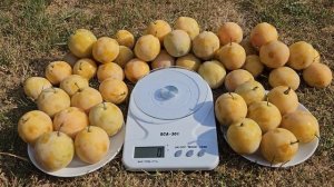 Слива Жовта Афаска.