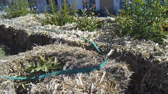 Using straw bales, partly "conditioned" ,30C, to protect young fruit trees from frost in January. смотреть онлайн