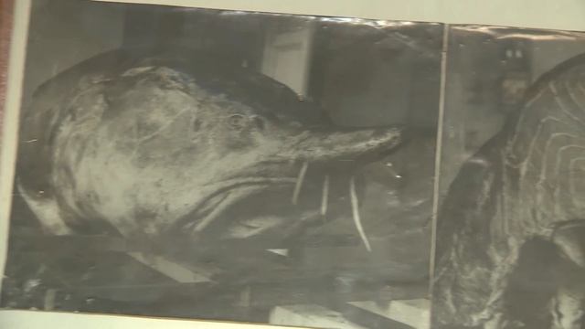 Белуга-гигант: легенды и факты смотреть онлайн