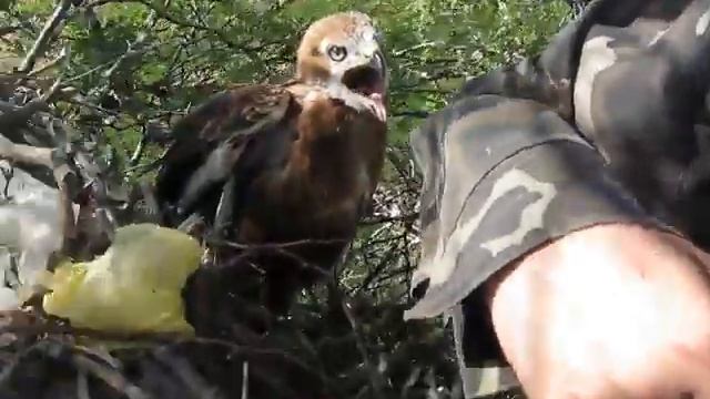 Buteo rufinus. Курганник. Long-legged Buzzard. Аскания-Нова. Автор: Листопадский М. смотреть онлайн