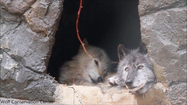 Wolves on a Rainy Day смотреть онлайн