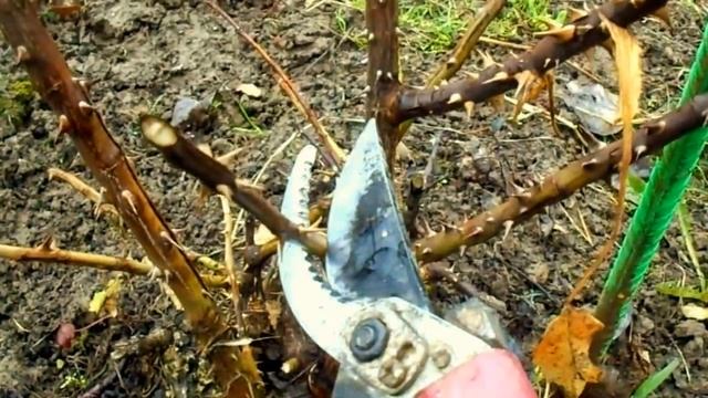 Уход за розами весной после зимовки смотреть онлайн