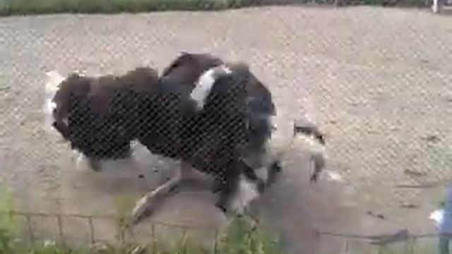 Страус.Танец самца смотреть онлайн