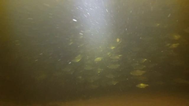 !!!Тысячи судаков!!! (р. Днепр) Spearfishing in Ukraine 2021 смотреть онлайн
