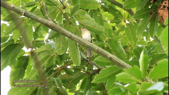 Brownish Elaenia 01 - Muyuna Lodge, Iquitos - Peru. смотреть онлайн