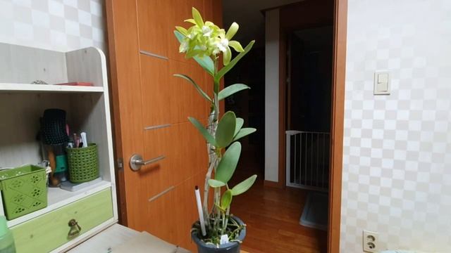 Cattleya Guttata описание и уход.