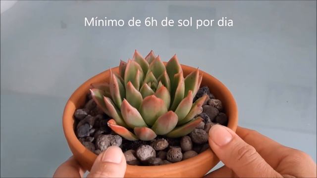 Echeveria agavoides hibrida смотреть онлайн