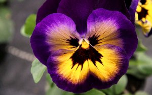 «Анютины глазки» РЕЛАКС АРТ-ТЕРАПИЯ ИМПРОВИЗАЦИЯ композитор Виктор Анохин #instrumentalmusic #music