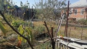 Погибает черешня, что делать непонятно, наверное уже поздно спасать дерево.