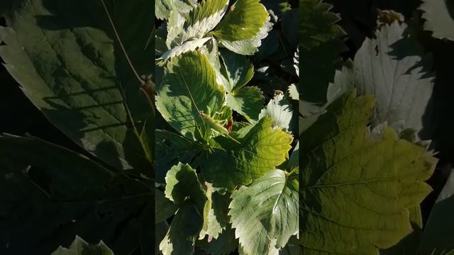 Огромный кузнечик с саблей сидит на клубнике в Подмосковье 7 июля 2021 г. #shorts смотреть онлайн