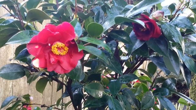 Red Camellia / Camellia japonica 'Bob Hope' смотреть онлайн