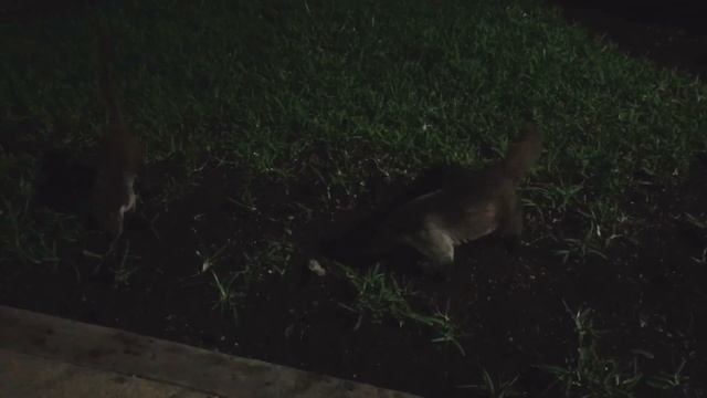 США. Коати/coati, Mexico