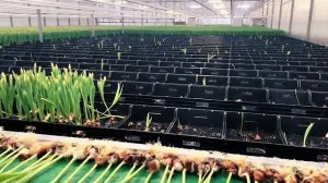 Теплицы в Голландии, новый набор! Теперь ставку повышают!