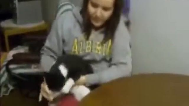 Кошки и вода Самая смешная подборка! смотреть онлайн