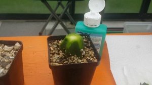 Гниль на кактусах.Мучнистый червец.Как спасти их?Больные кактусы.Мое решение вопроса.Cacteen.28