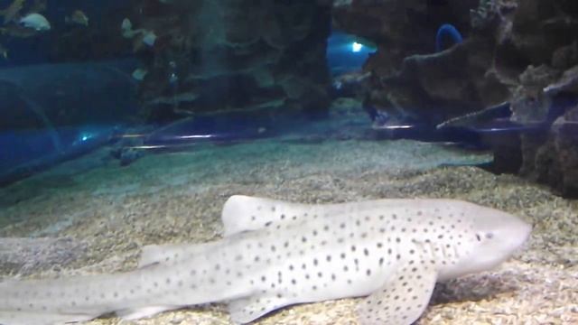 зебровая акула Stegostoma fasciatum, океанариум спб смотреть онлайн