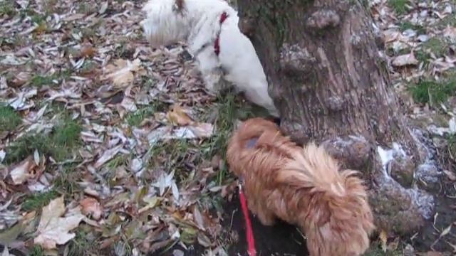 Уэст-терьер и норфолк-терьер смотреть онлайн