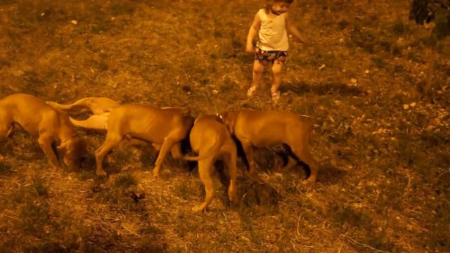 Вечерняя прогулка American Pit Bull Terrier смотреть онлайн