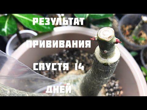 Адениум. Результат прививания спустя 14 дней смотреть онлайн