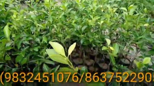 Plant Nursery || Imran Nursery || Agricultural Plants || Grafted plants || All Food Plants смотреть онлайн