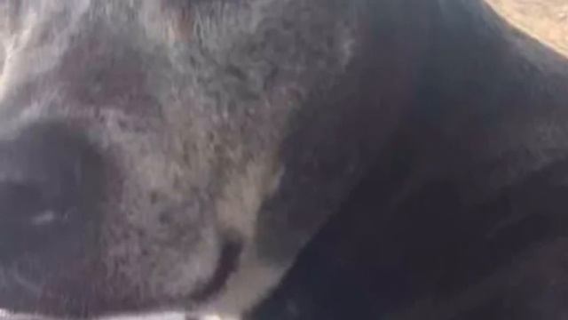 Хозяева зашли в зоомагазин,заперли в туалете двух старых собак и сбежали бросив из как мусор в ведр смотреть онлайн