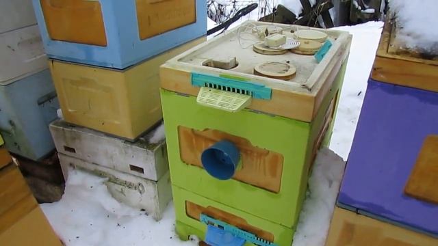 ответы на вопросы - как зимует на воле бакфаст в Подмосковье , 1.02.2024 смотреть онлайн