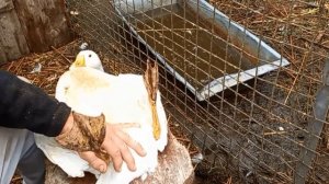 Определяем пол гусят линда в 2 месяца