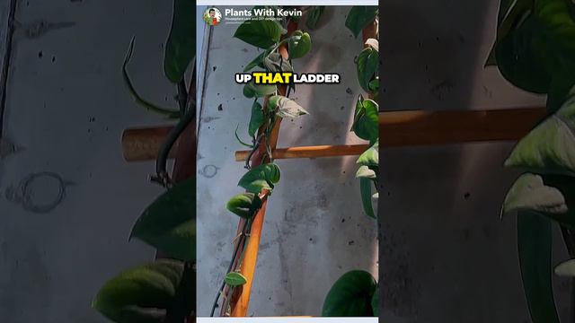 Turning My Dull Space into a Vibrant Jungle Oasis with Clever Tricks смотреть онлайн