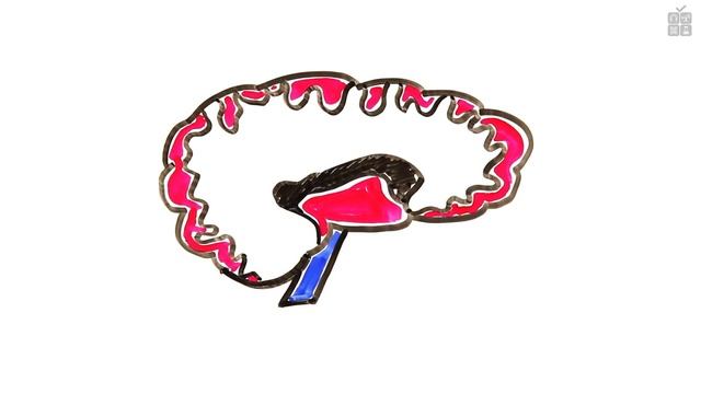 Жаворонки против сов AsapSCIENCE