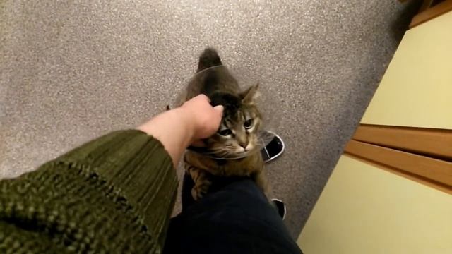 Кошка Алиса