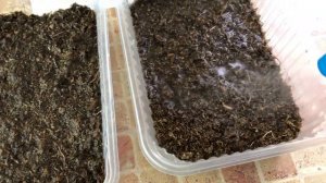 Посев семян Глоксиний ОТ А ДО Я. 1 часть