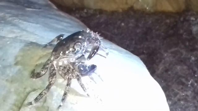 АНАПА 2019. ночная прогулка по берегу черного моря.крабы ужинают. смотреть онлайн