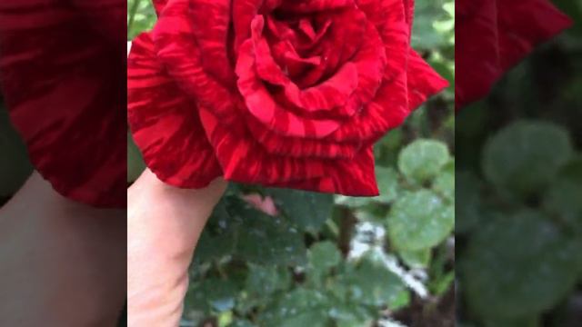 Северное Сияние Нереальная роза смотреть онлайн