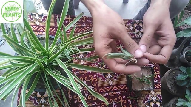 Grow Spider Plant From Runner || Chlorophytum Comosum