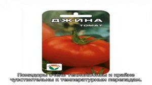 Томат Джина