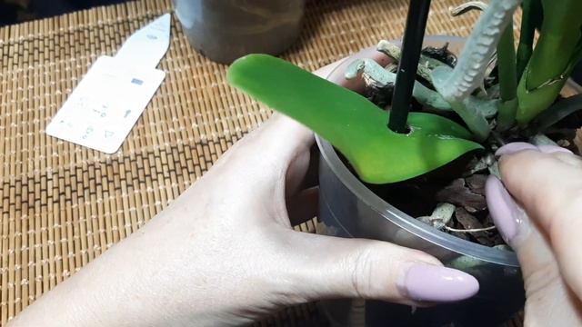 Притащила новые уценки смотреть онлайн