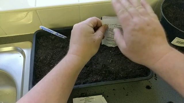How to grow Carnations/Dianthus from seed a complete guide смотреть онлайн