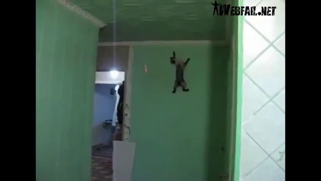 Лазерная указка! КОт балуется! КОт ходит по стене!! Кот дошел до потолка!! смотреть онлайн